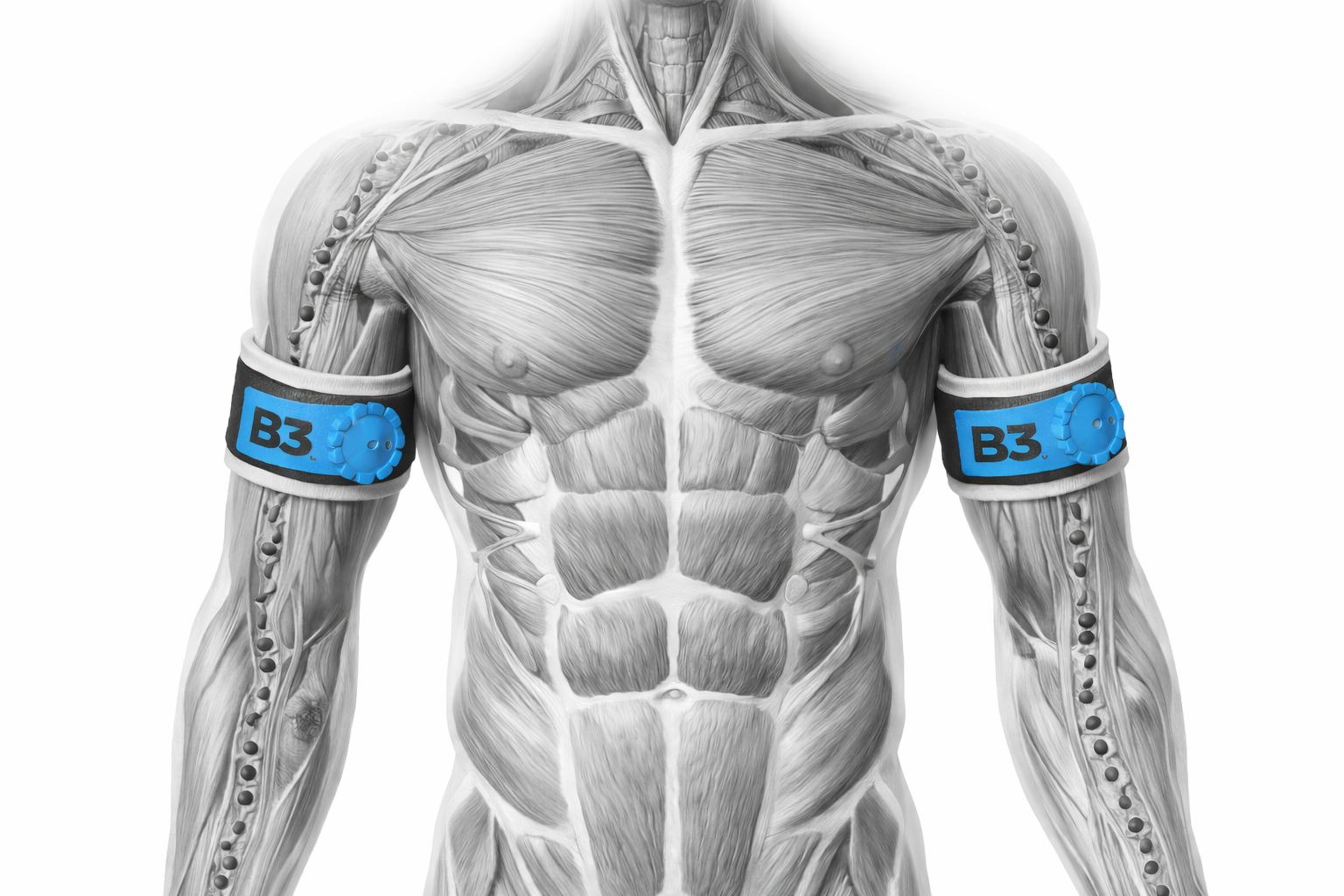B3 Band Anatomical